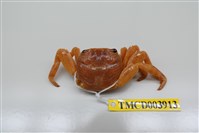 藏品(白紋方蟹)的圖片